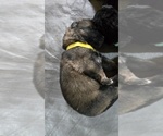 Puppy Puppy 8 German Shepherd Dog