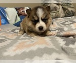 Small Photo #2 Pomsky Puppy For Sale in KENTWOOD, MI, USA