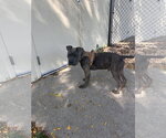 Small Photo #5 American Staffordshire Terrier-Boxer Mix Puppy For Sale in Princeton, MN, USA