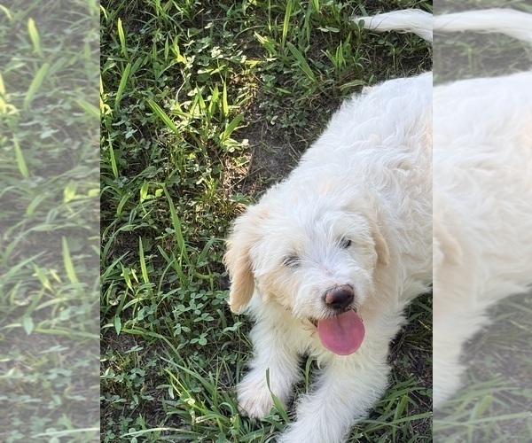 Medium Photo #3 Aussiedoodle Puppy For Sale in TEMPLE, GA, USA