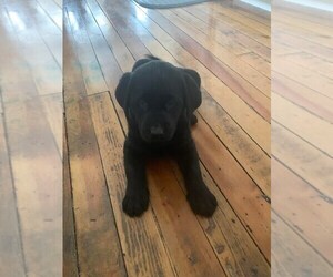 Labrador Retriever Puppy for sale in KETTLE FALLS, WA, USA