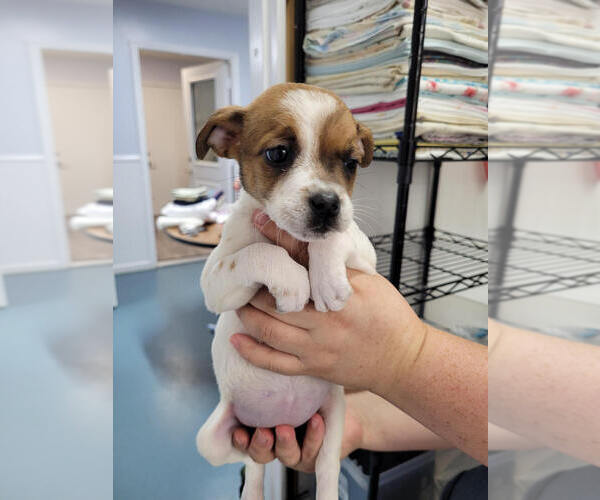 Medium Photo #2 Mutt Puppy For Sale in Linton, IN, USA