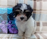 Small #6 Havanese