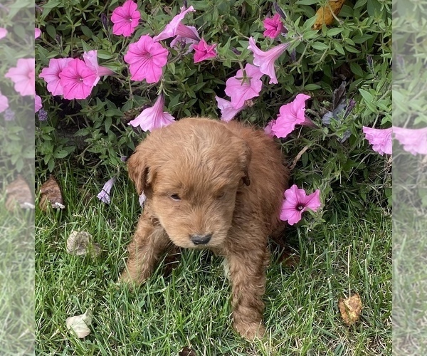 Medium Photo #1 Golden Retriever-Poodle (Toy) Mix Puppy For Sale in HOLLAND, MI, USA