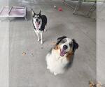 Small #1 Australian Shepherd