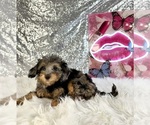Ally Mae - Female Bernedoodle (Miniature) (+ Poodle Miniature) Puppy for Sale - Photo #5