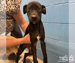 Small #7 Labrador Retriever Mix