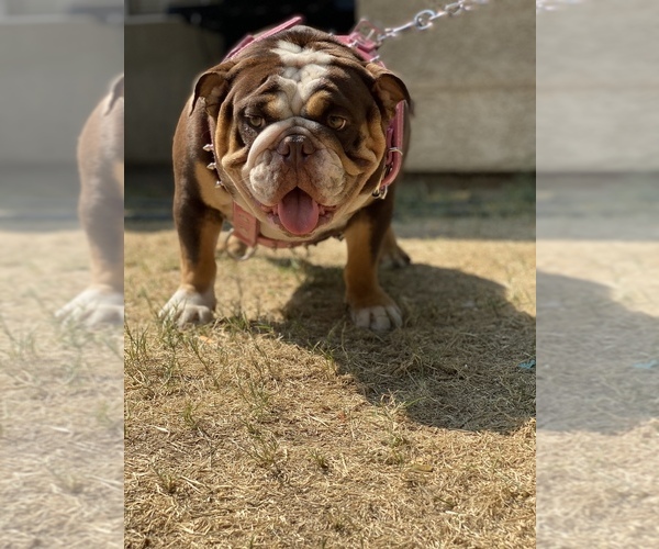 Medium Photo #1 English Bulldog Puppy For Sale in LANCASTER, CA, USA