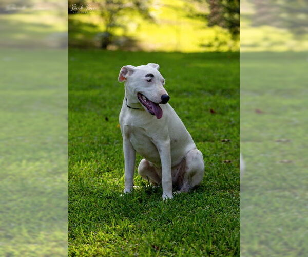 Medium Photo #3 American Bulldog-Whippet Mix Puppy For Sale in Milner, GA, USA