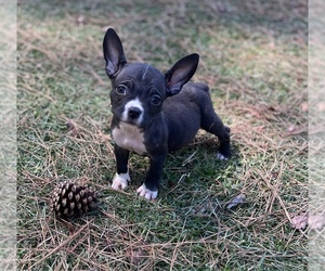 American Bully Puppy for sale in RBC, AL, USA