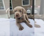 Puppy Mr Cool Labrador Retriever