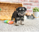 Small #19 Schnauzer (Miniature)