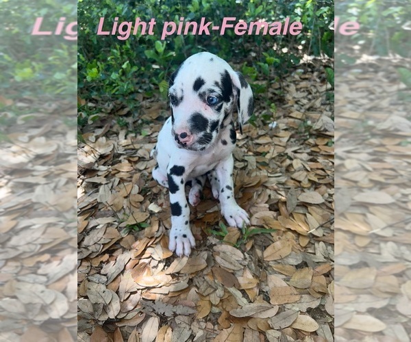 Medium Photo #31 Great Dane Puppy For Sale in FORT DENAUD, FL, USA