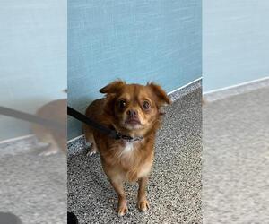 Chihuahua Dogs for adoption in Palmetto, FL, USA