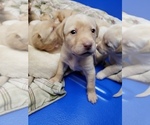 Small Photo #4 Labrador Retriever Puppy For Sale in GALENA, MD, USA
