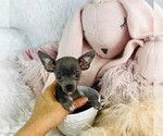 Small #5 Chihuahua