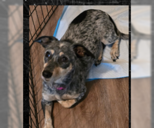 Talaya - Female Chiweenie Dog for Adoption - Photo #2