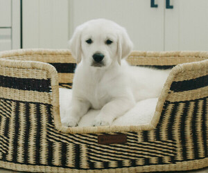 English Cream Golden Retriever Litter for sale in MANTI, UT, USA