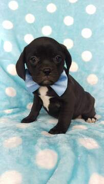 Medium Photo #2 Puggle Puppy For Sale in LANCASTER, PA, USA
