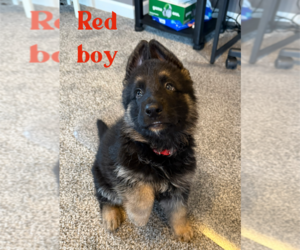 German Shepherd Dog Puppy for sale in MILAN, IL, USA