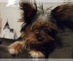 Small Photo #10 Yorkshire Terrier Puppy For Sale in HUDDLESTON, VA, USA