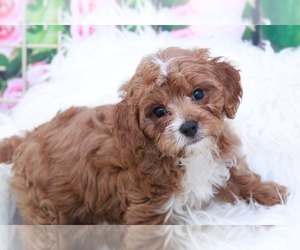 Cavapoo Puppy for sale in MARIETTA, GA, USA