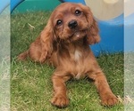 Small Photo #1 Cavalier King Charles Spaniel Puppy For Sale in LOGAN, UT, USA