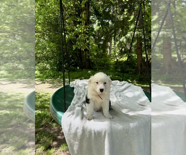 Medium Photo #3 Border-Aussie Puppy For Sale in ENUMCLAW, WA, USA