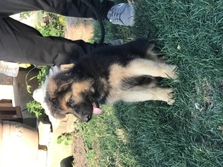 German Shepherd Dog Puppy for sale in ELMWOOD PARK, IL, USA