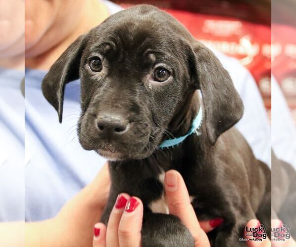 Medium Photo #5 Labrador Retriever-Unknown Mix Puppy For Sale in Washington, DC, USA