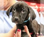 Small #4 Labrador Retriever Mix