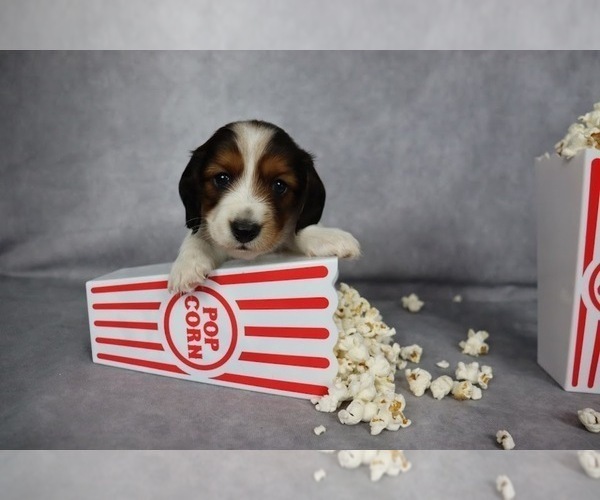 Medium Photo #1 Dachshund Puppy For Sale in BRADFORD, TN, USA