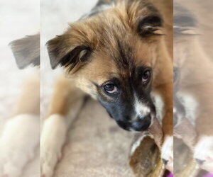 Mutt Dogs for adoption in The Woodlands, TX, USA