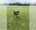 Small #17 German Shepherd Dog