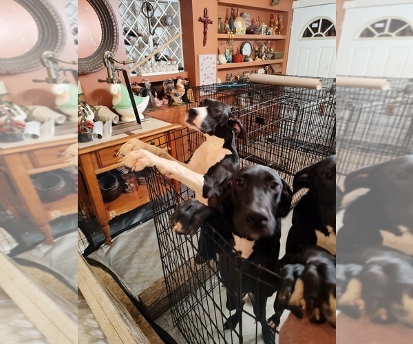 Medium Photo #14 Great Dane Puppy For Sale in CANTONMENT, FL, USA