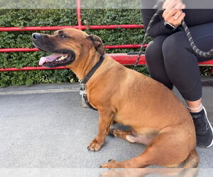 GUS - Male American Pit Bull Terrier-Unknown Mix Dog for Adoption - Photo #6