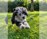 Small #32 Cavapoo (Miniature)