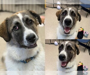 Aussie Pyrenees Dogs for adoption in Fort Wayne, IN, USA