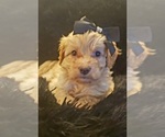 Small Photo #7 Aussiedoodle Miniature  Puppy For Sale in OTTAWA, OH, USA