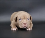 Small American Bully