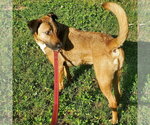 Small #14 Mutt