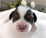 Small Photo #8 Cavapoo Puppy For Sale in CARLISLE, KY, USA