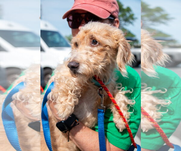 Medium Photo #5 Doxiepoo (Standard) Puppy For Sale in Oakhurst, NJ, USA