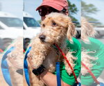 Small #4 Doxiepoo (Standard)