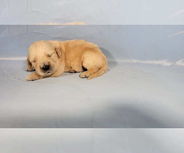 Medium Photo #2 Golden Retriever Puppy For Sale in FALCON, CO, USA