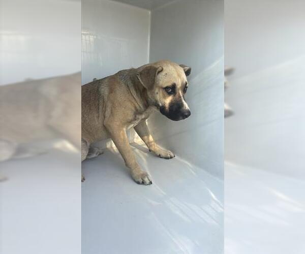 Medium Photo #1 Black Mouth Cur-Unknown Mix Puppy For Sale in Houston, TX, USA