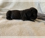 Small #1 French Bulldog