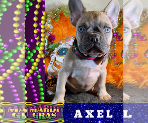French Bulldog Puppy for sale in HEATHROW, FL, USA