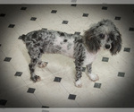 Small Photo #1 Poodle (Miniature) Puppy For Sale in CHANUTE, KS, USA