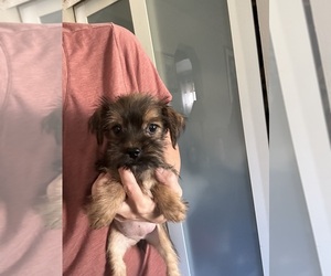 Shorkie Tzu Puppy for sale in VIRGINIA BEACH, VA, USA